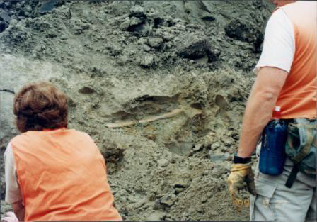 Mastodont Rib Bone Exposed